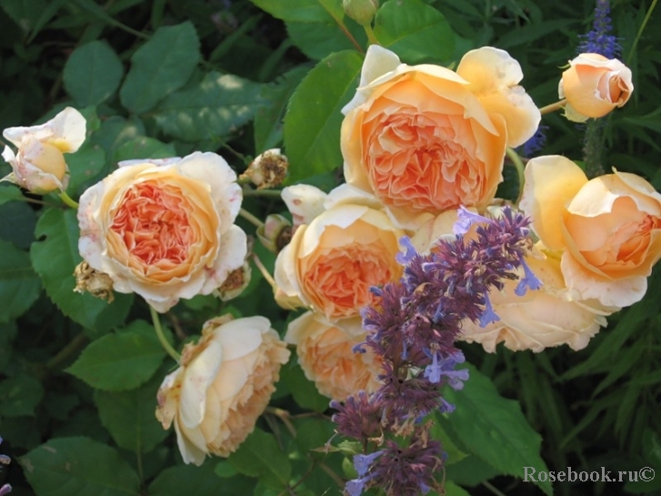 Crown Princess Margareta®