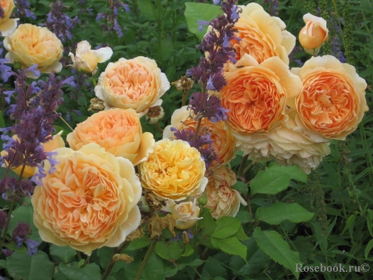 Crown Princess Margareta®