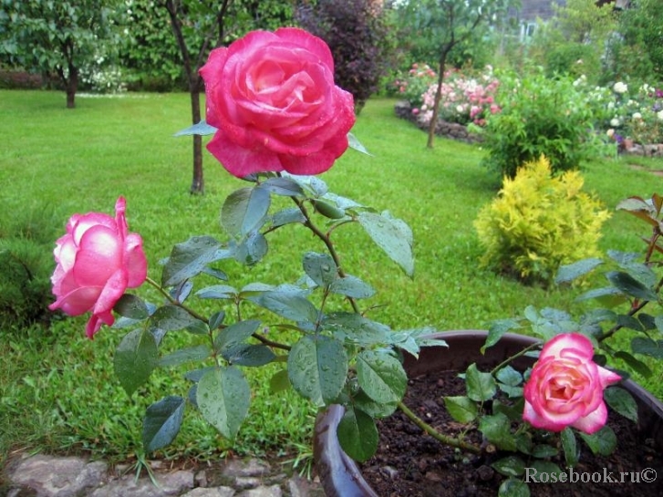 Biedermeier Garden