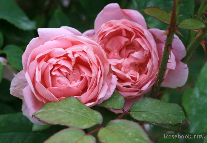 Галерея - Cottage Rose (AUSglisten, Austin's Cottage Rose, The Cottage ...