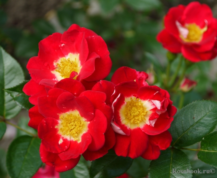 Girlguiding UK Centenary Rose