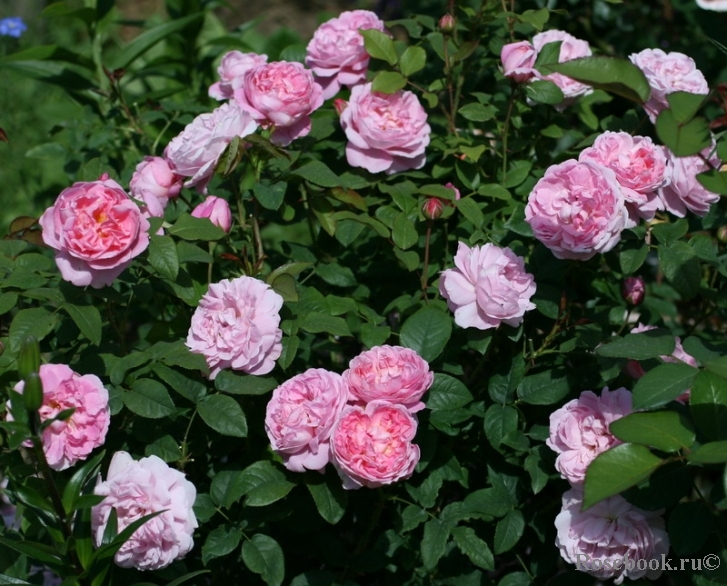 Галерея - Cottage Rose (AUSglisten, Austin's Cottage Rose, The Cottage ...