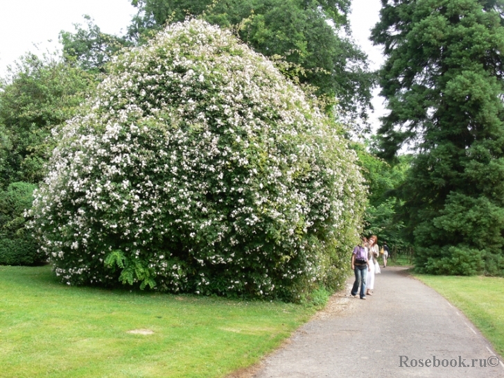 Paul’s Himalayan Musk 