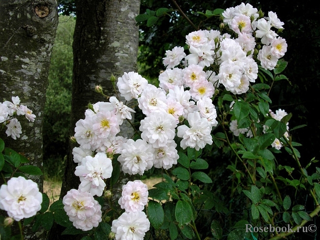 Paul’s Himalayan Musk 