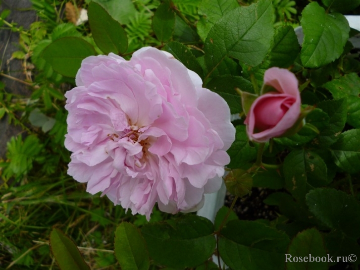 Cottage Rose 