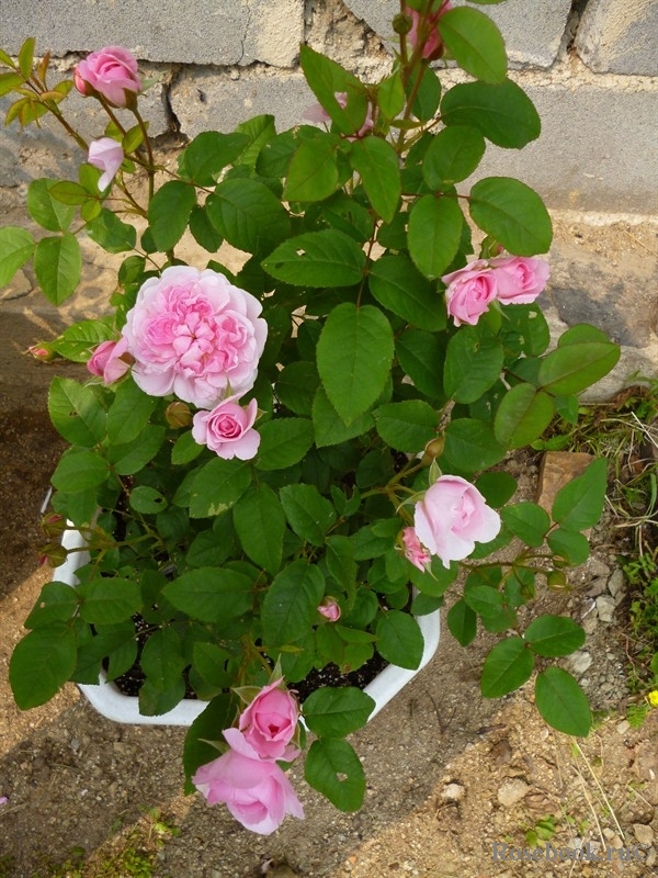 Cottage Rose 