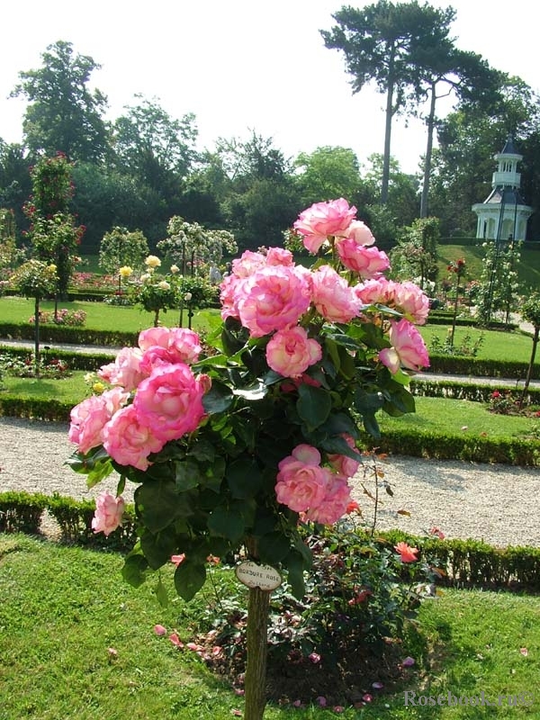 Bordure Rose 