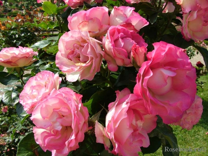 Bordure Rose 