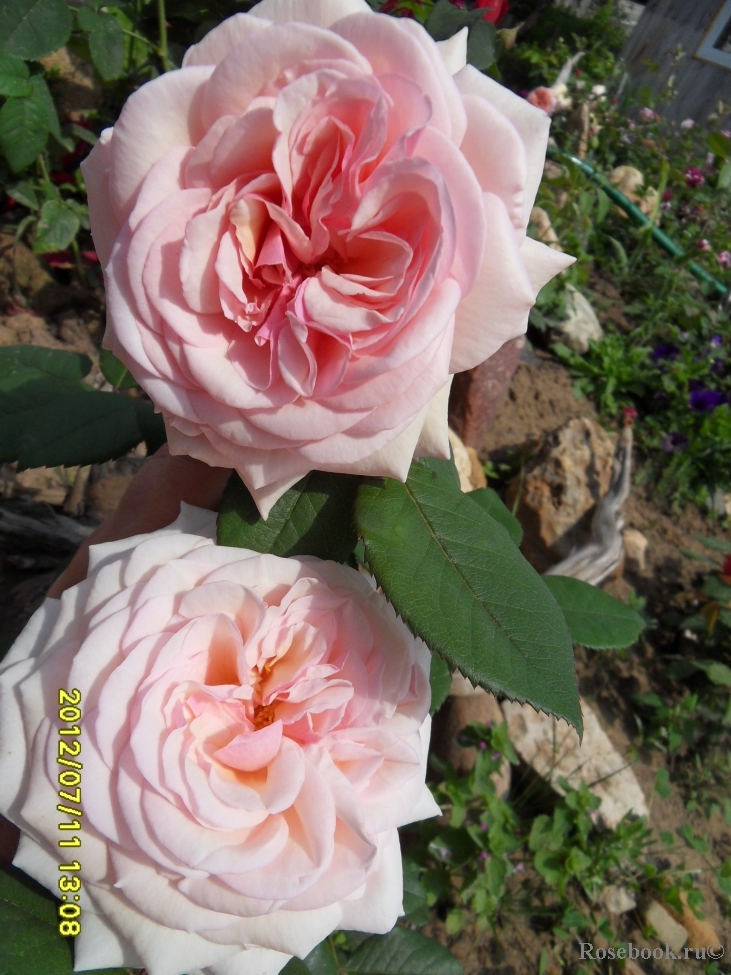 A Shropshire Lad