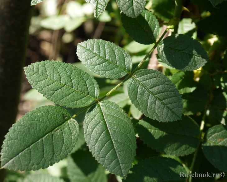 Rosa eglanteria 