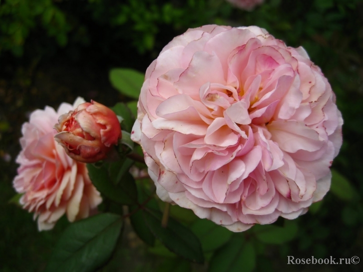 A Shropshire Lad