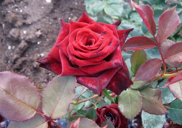 Black Baccara