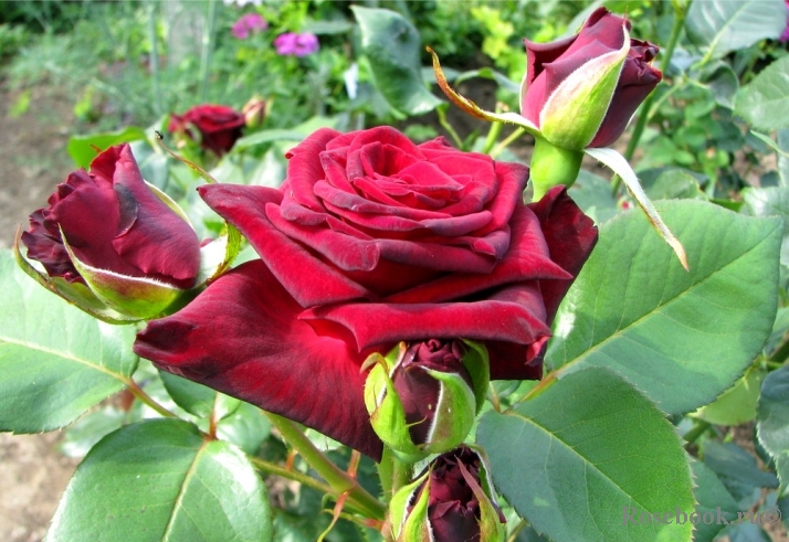 Black Baccara