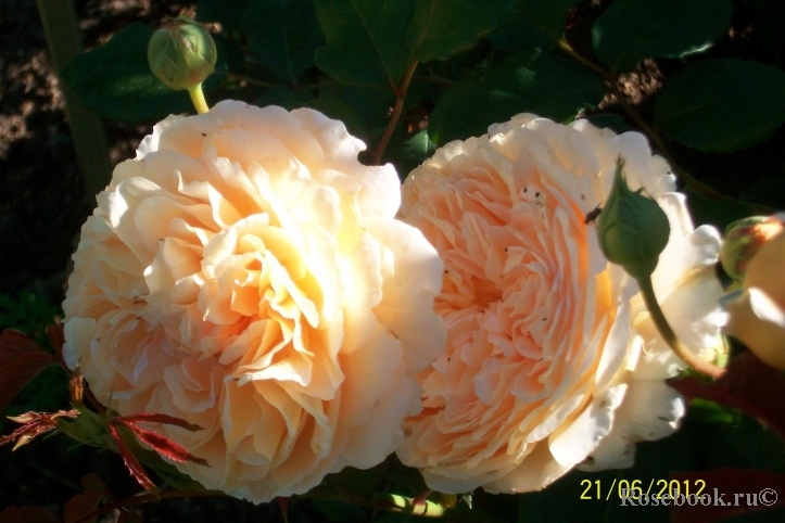 Crown Princess Margareta®