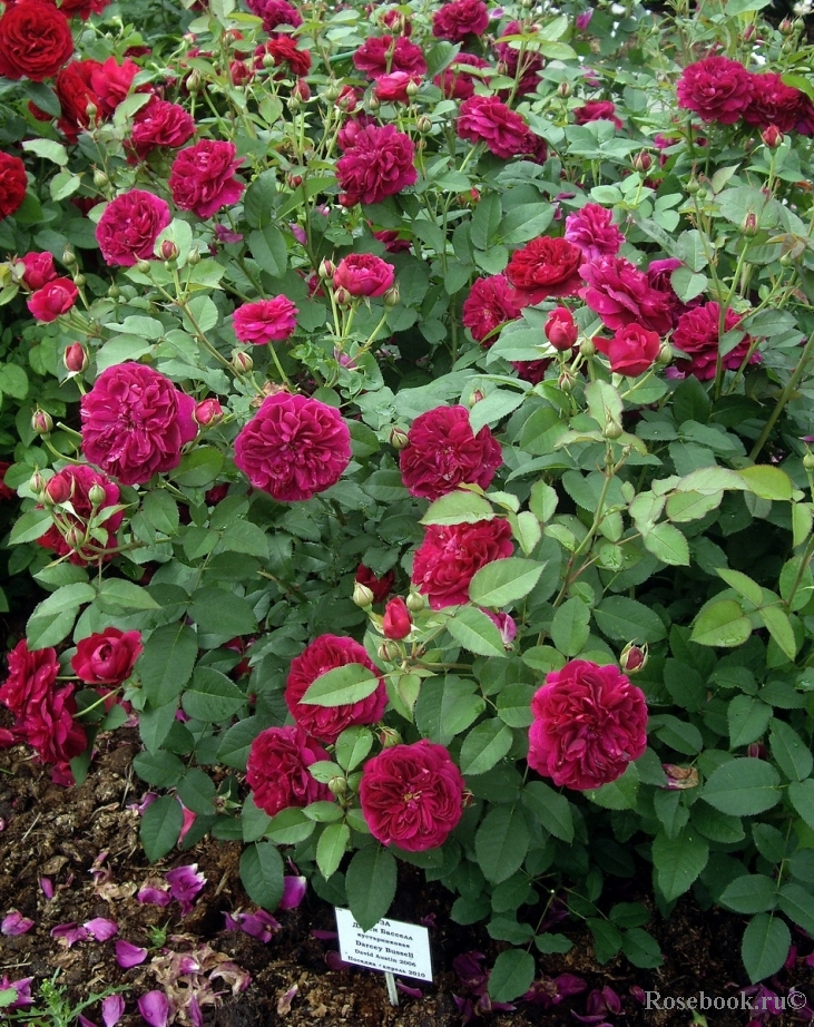 Darcey Bussell 