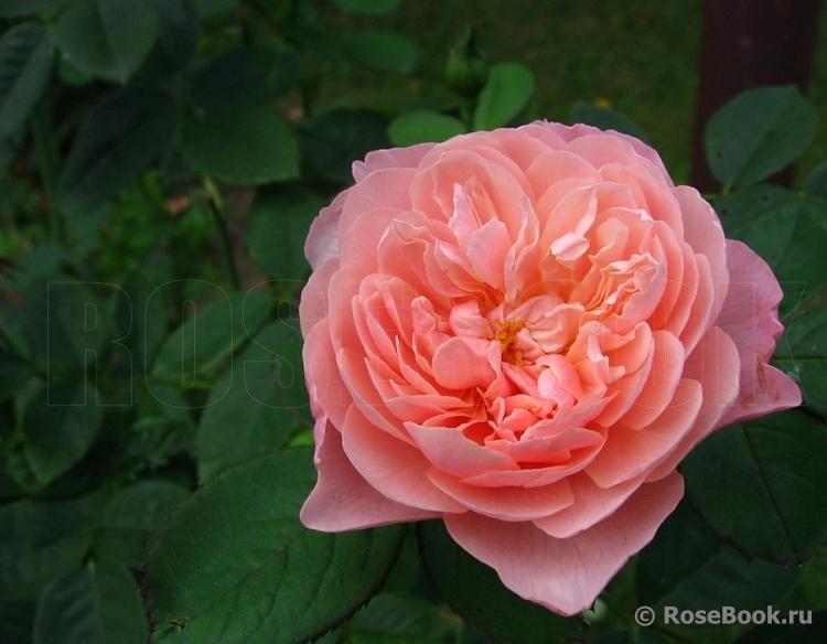 The Alnwick Rose