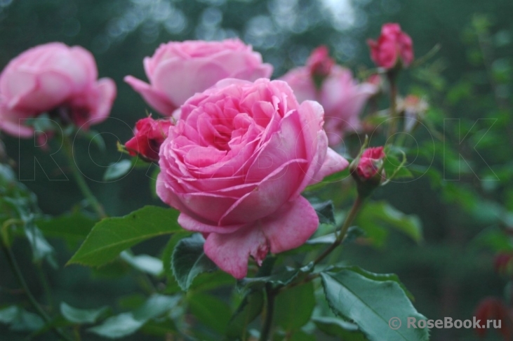 La Rose de Molinard ®