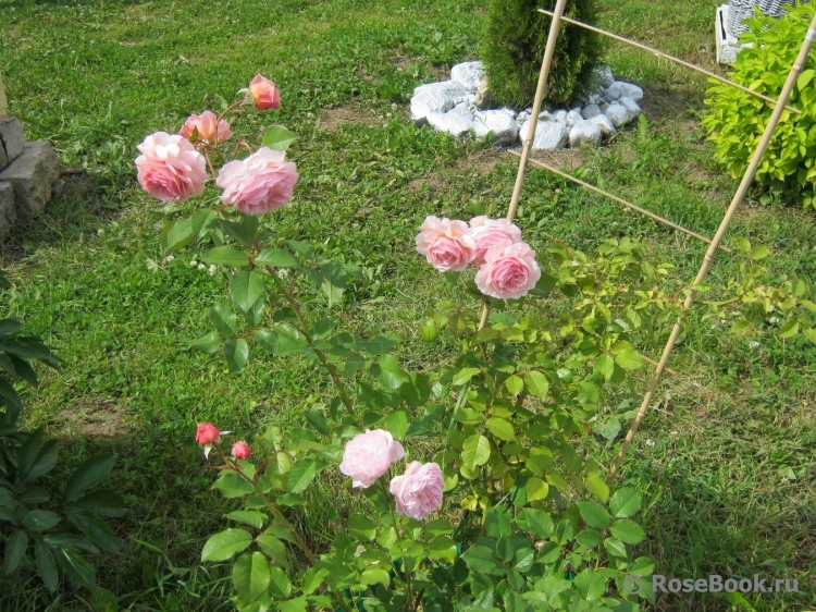 Abraham Darby