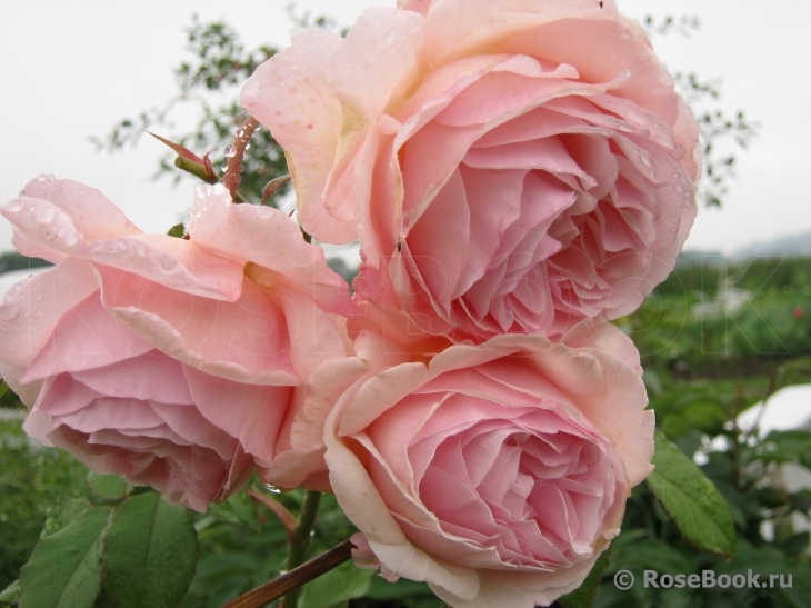 Abraham Darby