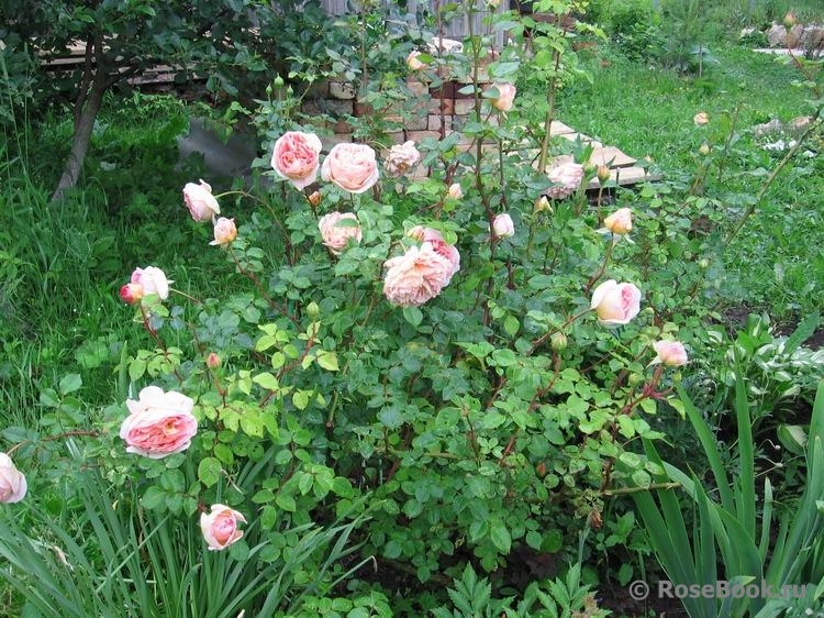 Abraham Darby