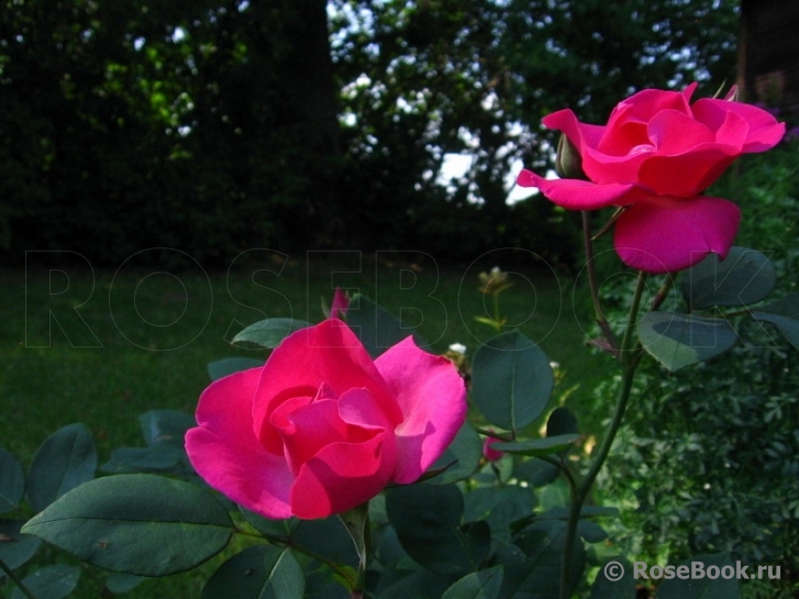 Cyclamen