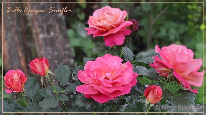 Belle Epoque Sunflor ®