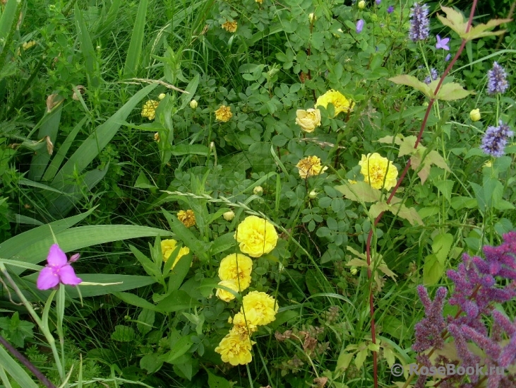 Persian Yellow