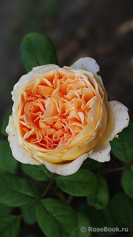 Crown Princess Margareta®