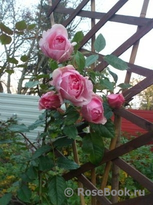 The Wedgwood Rose