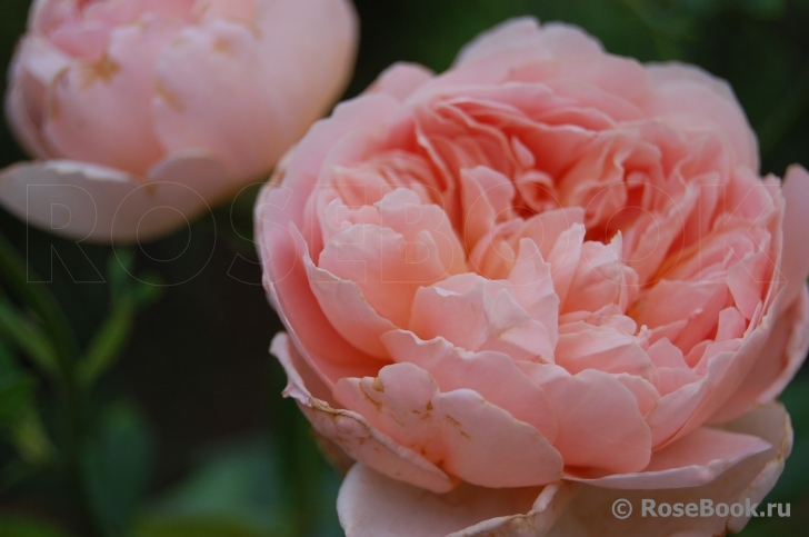 Abraham Darby