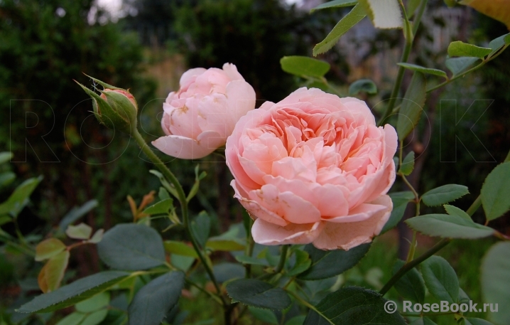 Abraham Darby