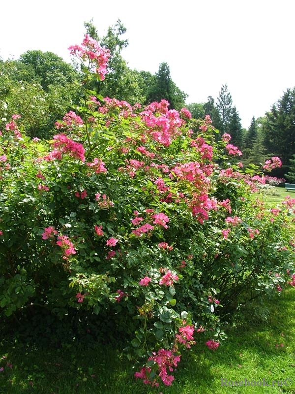 Rosy Carpet 