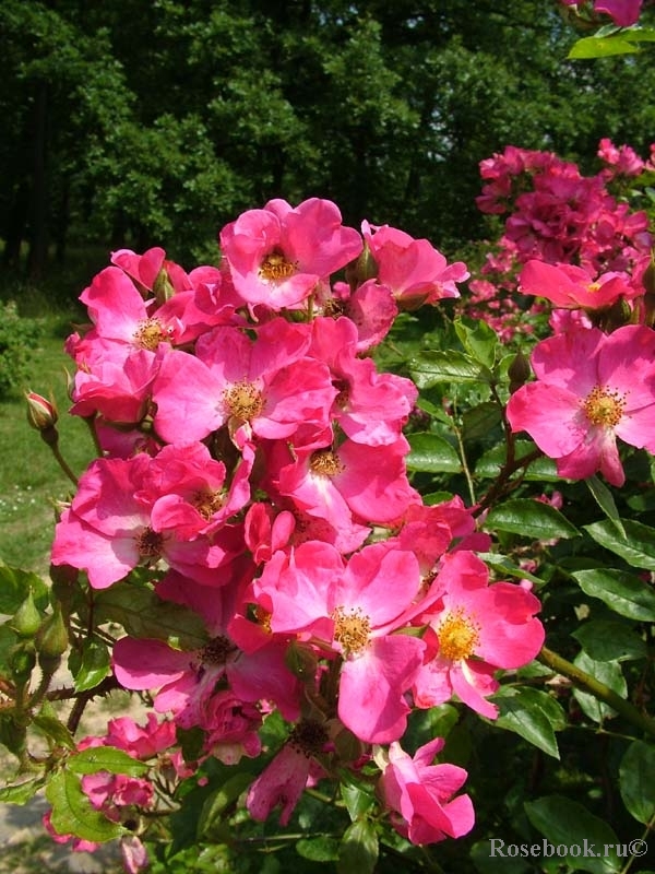 Rosy Carpet 