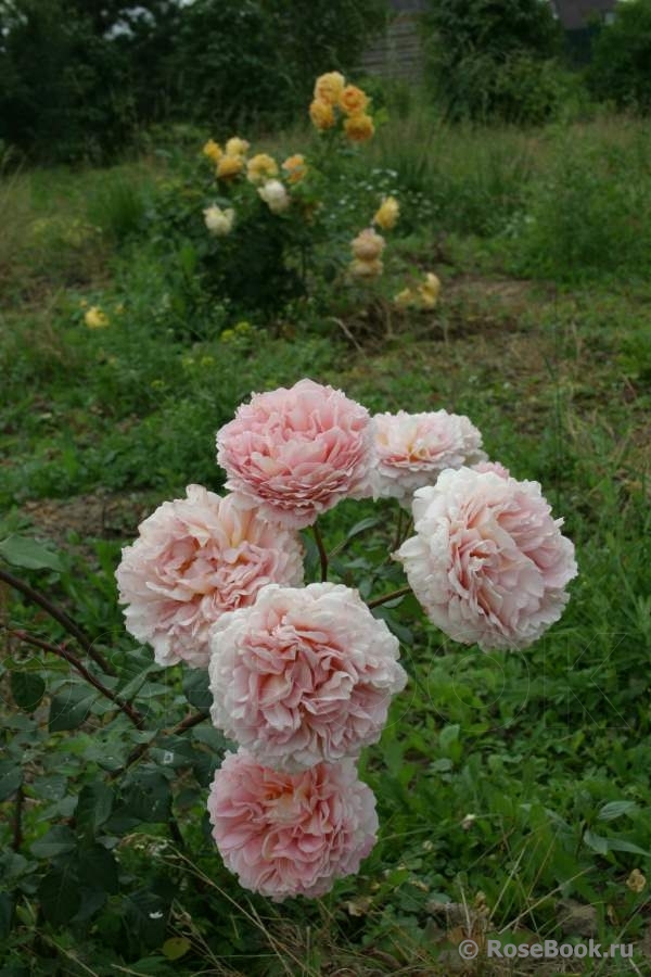 Abraham Darby