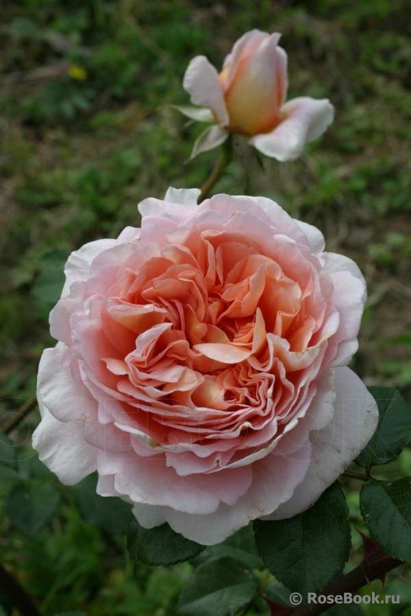 Abraham Darby