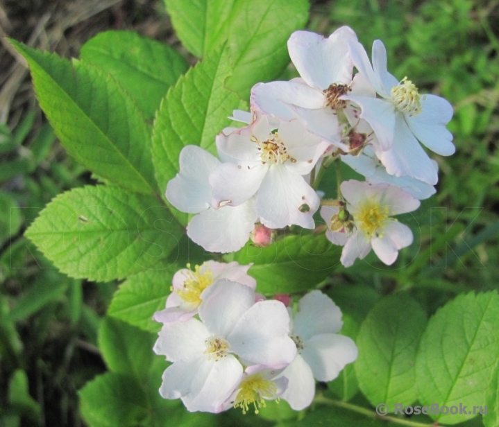 Rosa multiflora