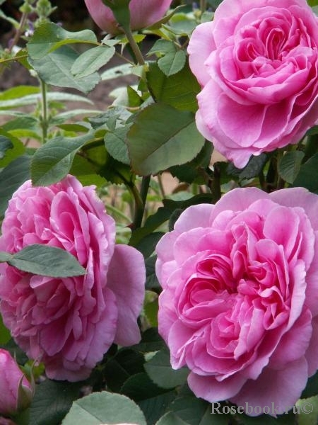 Gertrude Jekyll