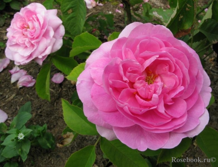 Gertrude Jekyll