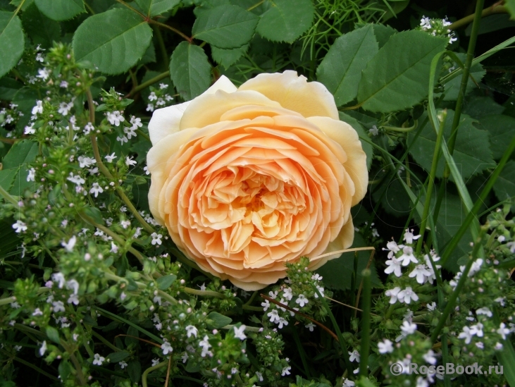 Crown Princess Margareta®