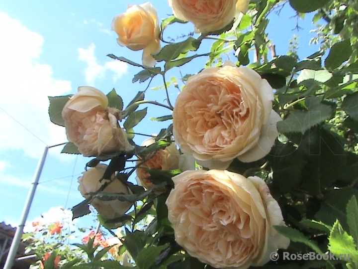 Crown Princess Margareta®