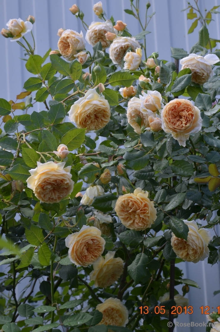 Crown Princess Margareta®