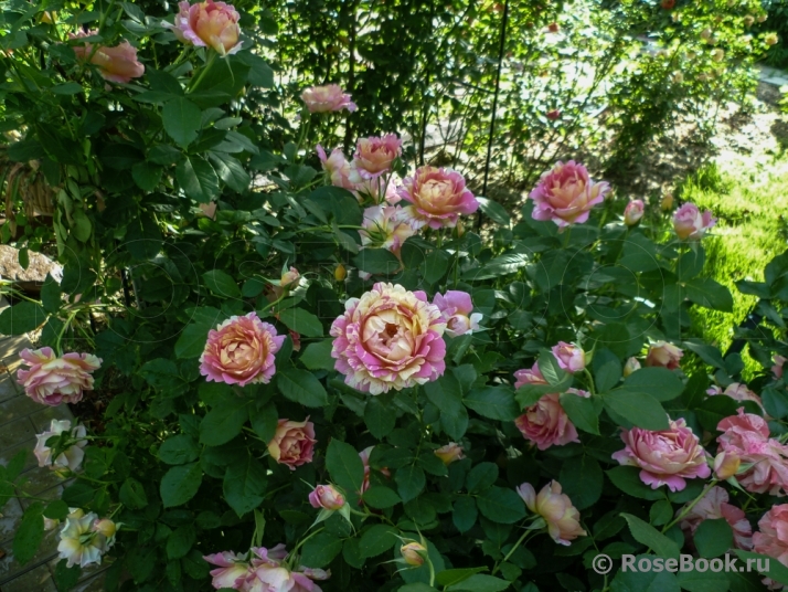 Rose des Cisterciens 