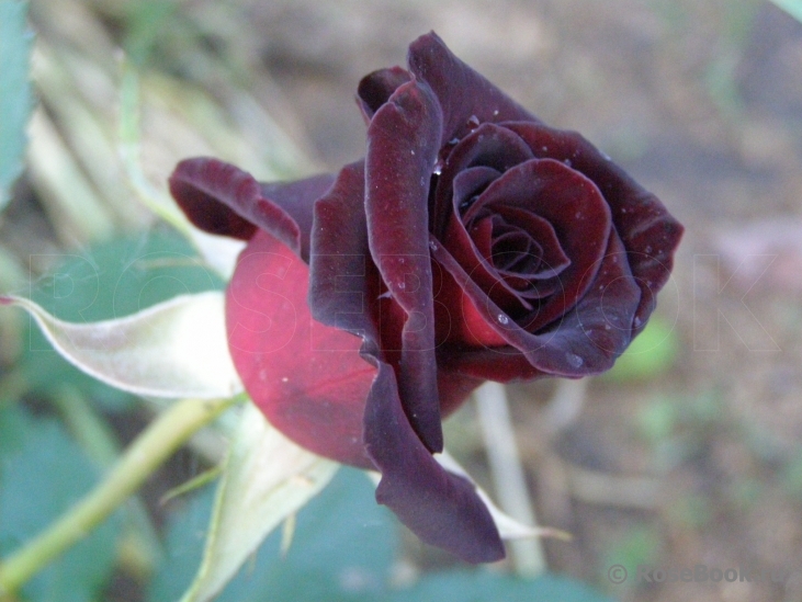 Black Baccara