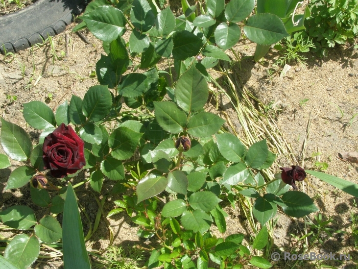 Black Baccara