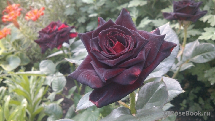 Black Baccara