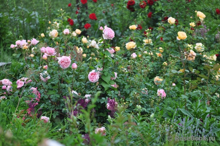 Abraham Darby