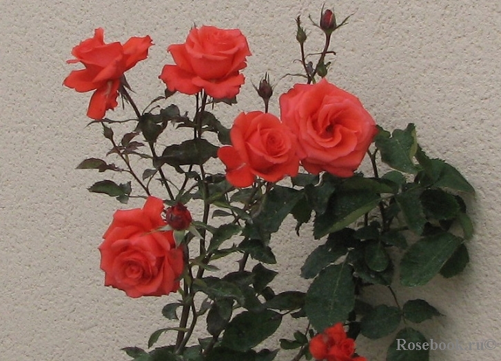 Lady Rose 