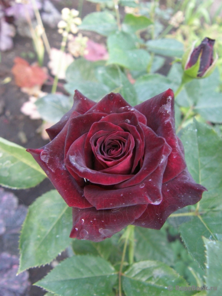 Black Baccara