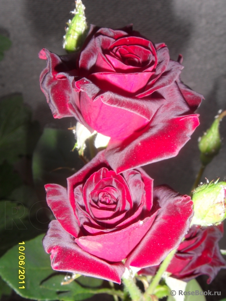 Black Baccara