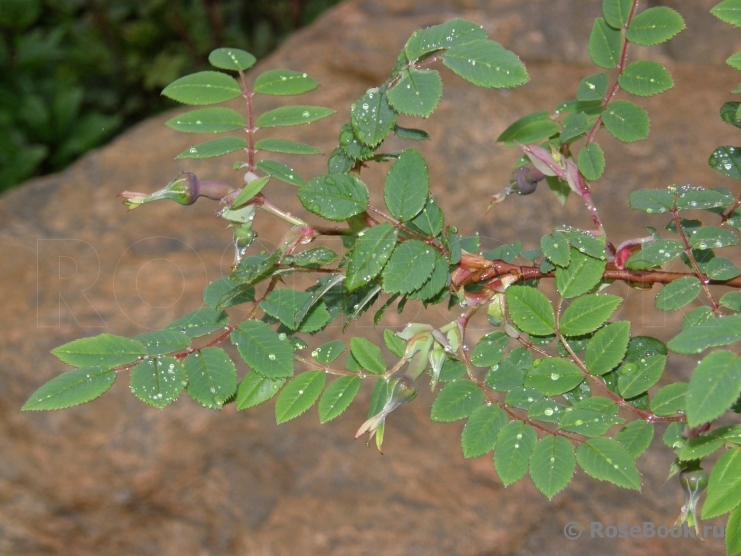 Geranium